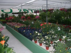Foto 50