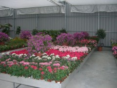 Foto 51