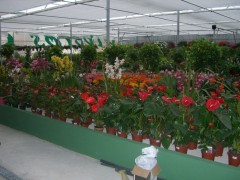Foto 53