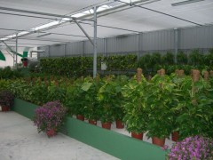 Foto 61