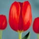 Tulipán